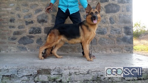Gsd Adult female for sale. 1 