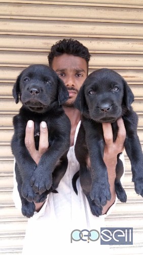 All pets available in sangli  0 