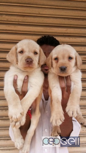 All pets available in sangli  1 