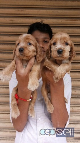 All pets available in sangli  5 