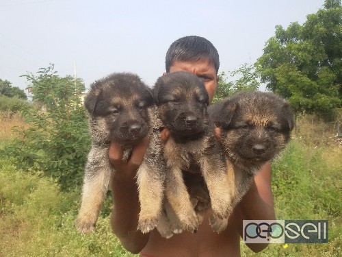 GSD papis for sell male 11000, female 9000 at parli distric beed 0 