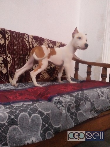 American pitbull male female pup for sell 1 