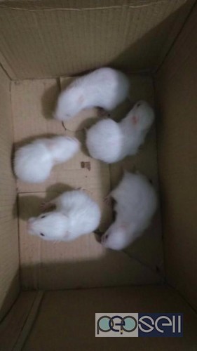 Syrian hamsters for sale at Bangalore 0 