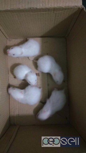 Syrian hamsters for sale at Bangalore 1 