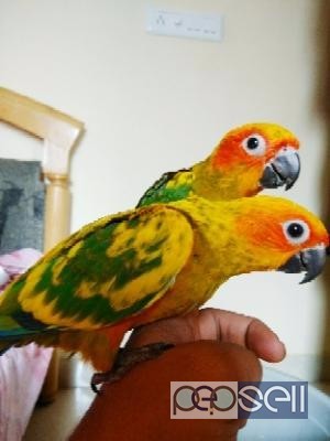 Sun conure hand trained good colouring pair for sale at Bangalore 0 