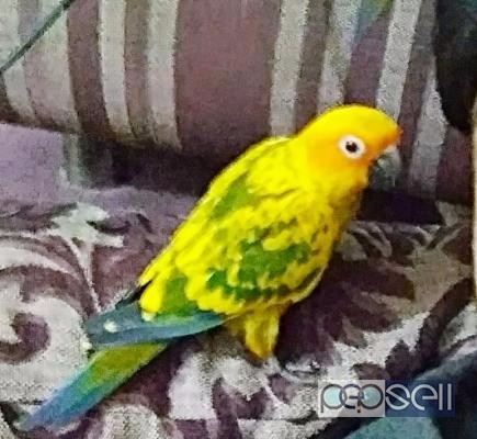 Sun conure hand trained good colouring pair for sale at Bangalore 1 