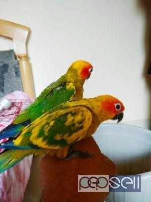 Sun conure hand trained good colouring pair for sale at Bangalore 2 