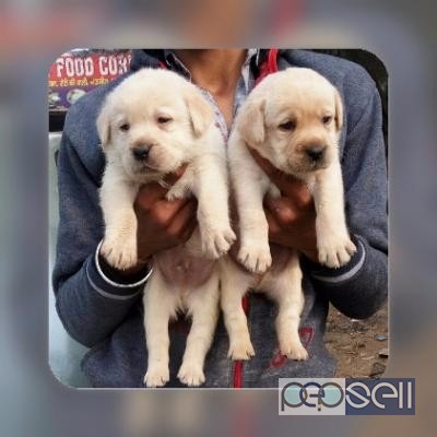 Quality apple face lab puppies available in Bangalore 0 