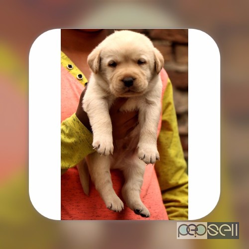 Show quality lab puppies available in Bangalore  0 