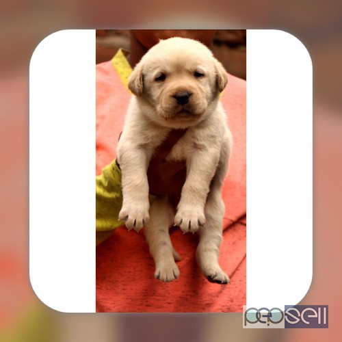 Show quality lab puppies available in Bangalore  1 