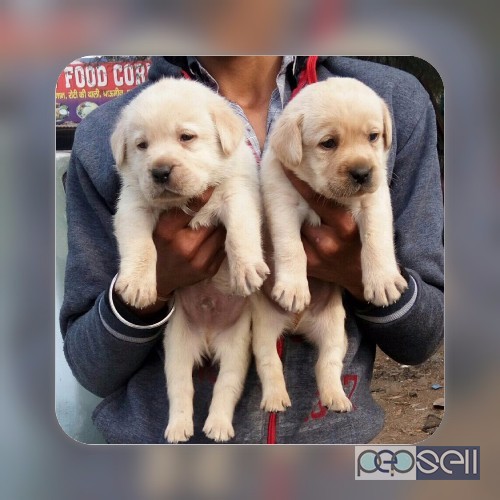 Show quality lab puppies available in Bangalore  2 