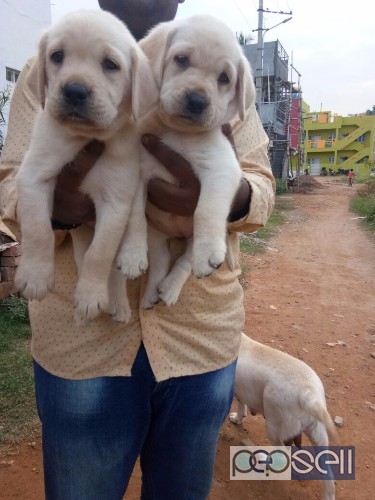 Show quality lab puppies available in Bangalore  3 