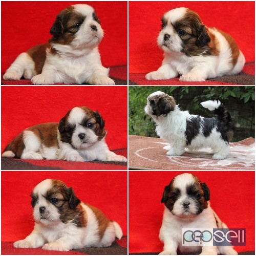 Gorgeous quality shih tzu puppies available  0 