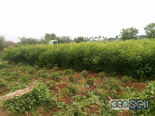 10 acres Agriculture land for sale at Mettupalayam 2 