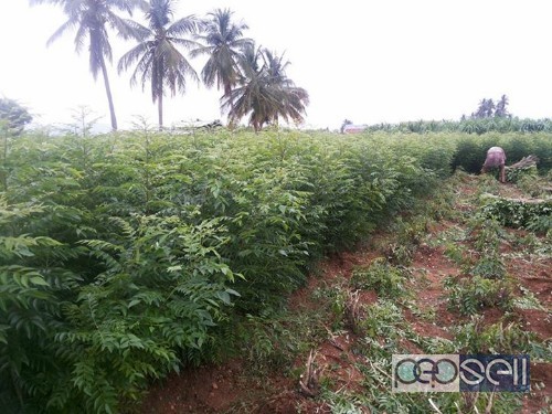 10 acres Agriculture land for sale at Mettupalayam 4 
