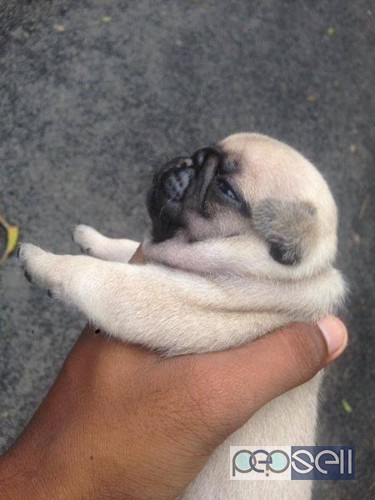 Pug puppies available  0 