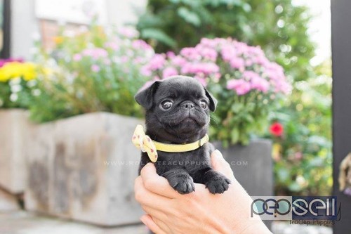 Pug puppies available  1 