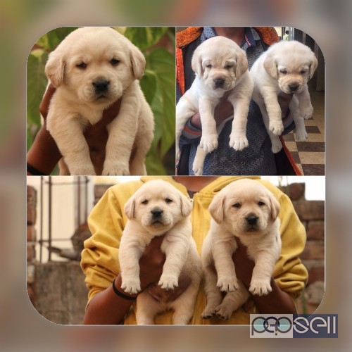 Show quality Labrador puppies available in Bangalore both male and female  0 