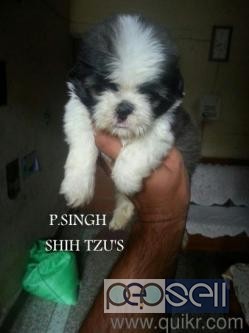 Shih-Tzu pups available . Regd. 0 