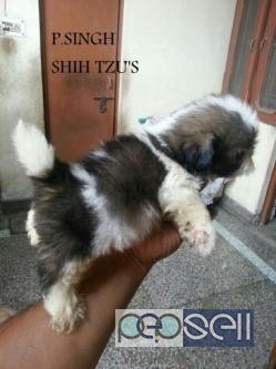 Shih-Tzu pups available . Regd. 1 