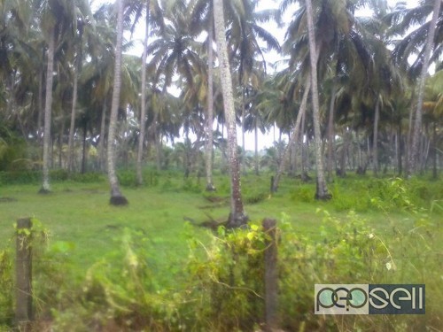 Land for sale in Chettuva, Chavakad, Kerala 1 