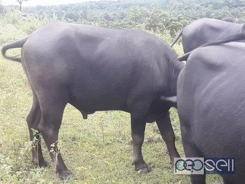 Buffalo calves ( pothu ) for sale in Manjeri , Malappuram 0 