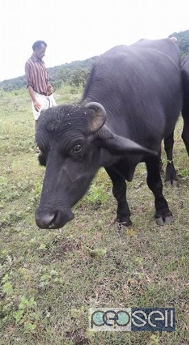 Buffalo calves ( pothu ) for sale in Manjeri , Malappuram 1 