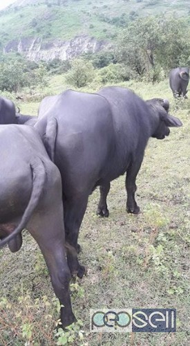 Buffalo calves ( pothu ) for sale in Manjeri , Malappuram 2 