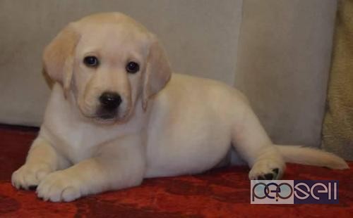 Outstanding Labrador female puppy are available in kolkata. 0 