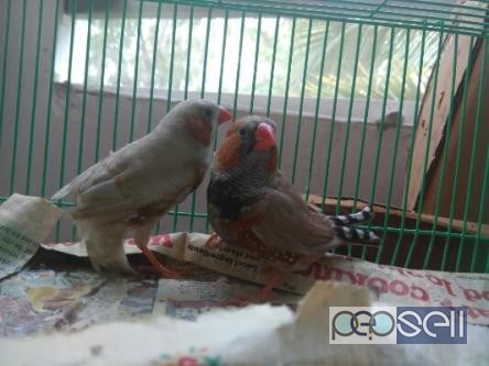Top Quality Jumbo Finches 1 