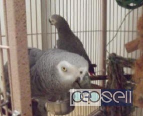  Friendly African Congo Grey Red-Tails Parrots for Sale 0 
