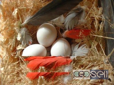 African Congo Grey Parrot Fertile Eggs on sale 0 