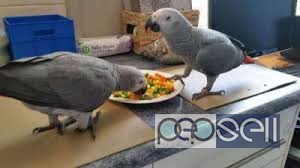  High Quality Pet African Congo Grey Parrots  0 