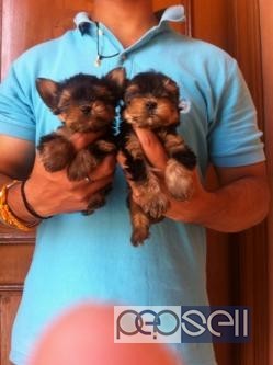 Tiny Yorkshire terrier 45 days old pups for sale call us now 0 