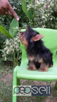 Tiny Yorkshire terrier 45 days old pups for sale call us now 1 