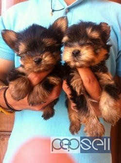Tiny Yorkshire terrier 45 days old pups for sale call us now 2 