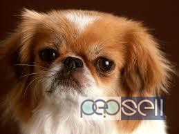 Pekingese Pups Available For Sale Trust kennel 0 
