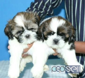 Puppies available with papers 0 