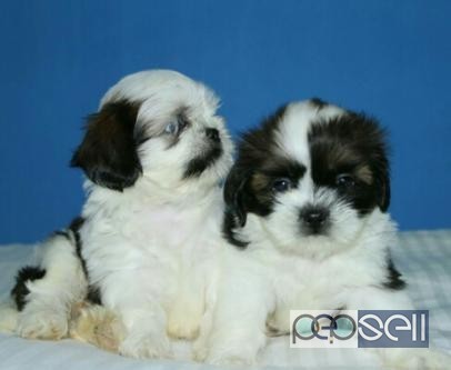 Puppies available with papers 2 