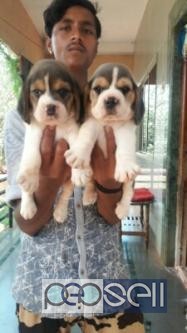 Kci certified top show quality beagle puppies ready to new homes 0 