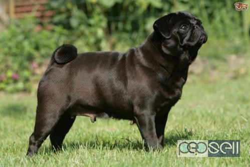 Pug Pups For Sell Trust Kennel Online Pets Shop 0 