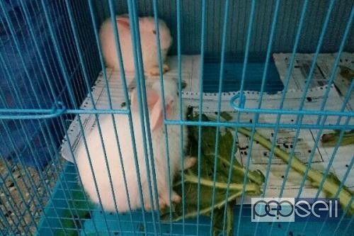 Rabbits for sale in Banglore 1 
