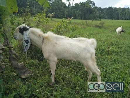 Pure breed jamnapyari male goat with roman nose. 1 