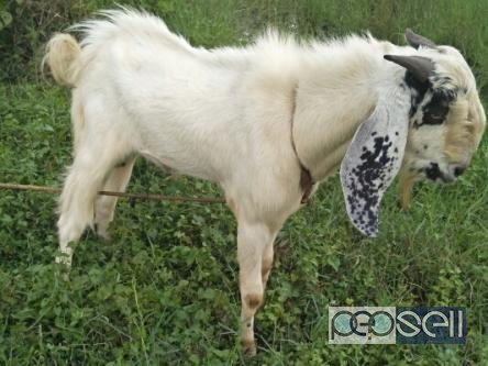 Pure breed jamnapyari male goat with roman nose. 2 