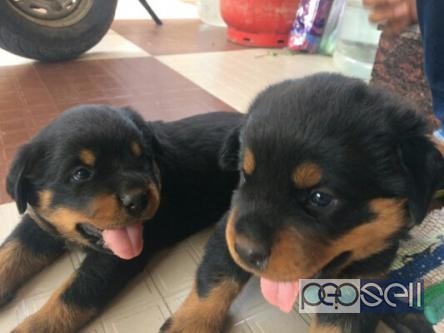 Rottweiler for sale in Coimbatore 0 