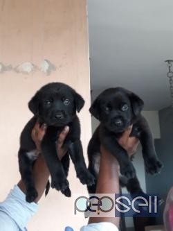 All types of dog puppy available 0 