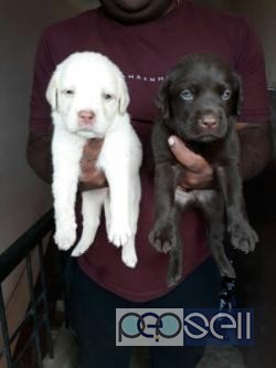 Show breed lab outstanding quality puppies available 0 
