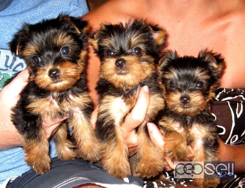  Cute Teacup Yorkie puppies for sale 0 