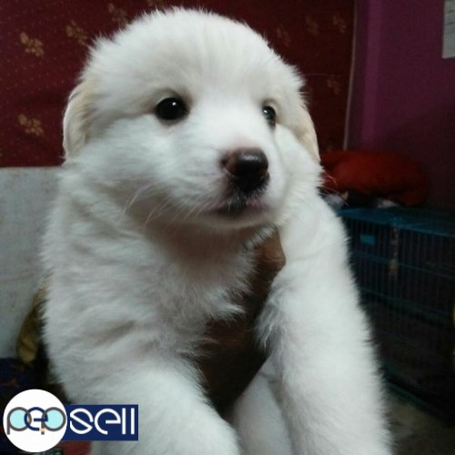 Only 1 Spitz male puppy available for sale 0 