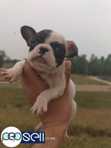 Show quality French bulldog female pup 1 